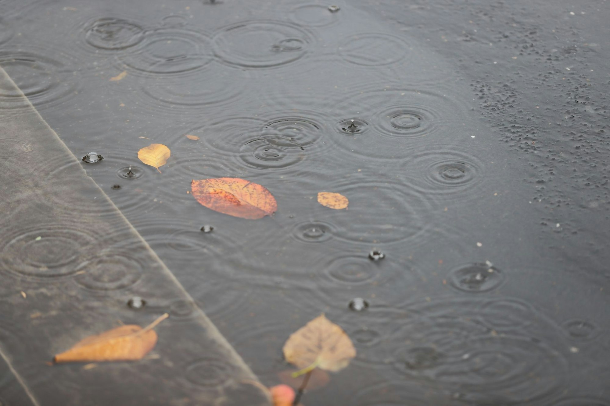 Regen tropft in eine Pfütze mit Herbstlaub.
