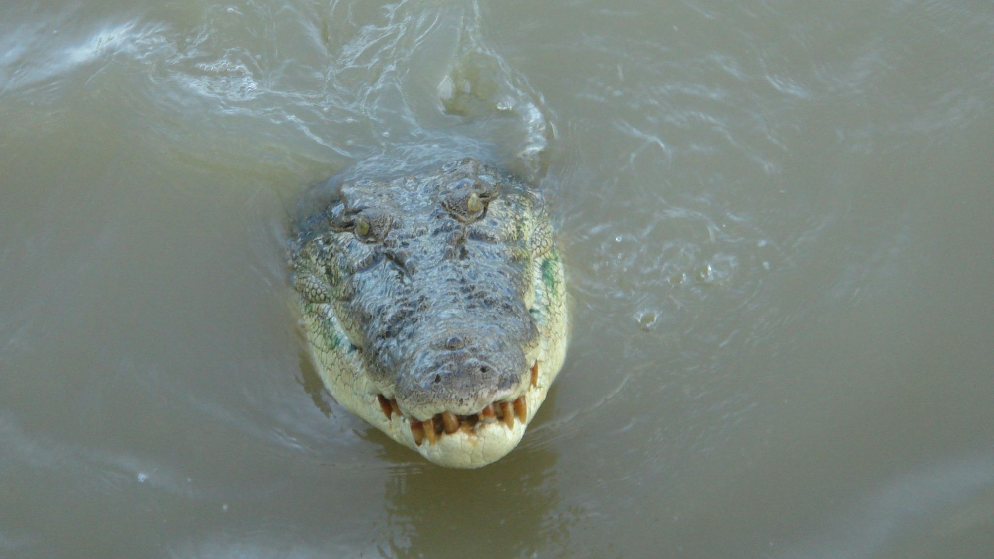 Im tropischen Norden von Australien wimmelt es von Salzwasserkrokodilen. (Archivbild)