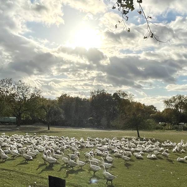 Auf einer großen Wiese stehen Hunderte Gänse.