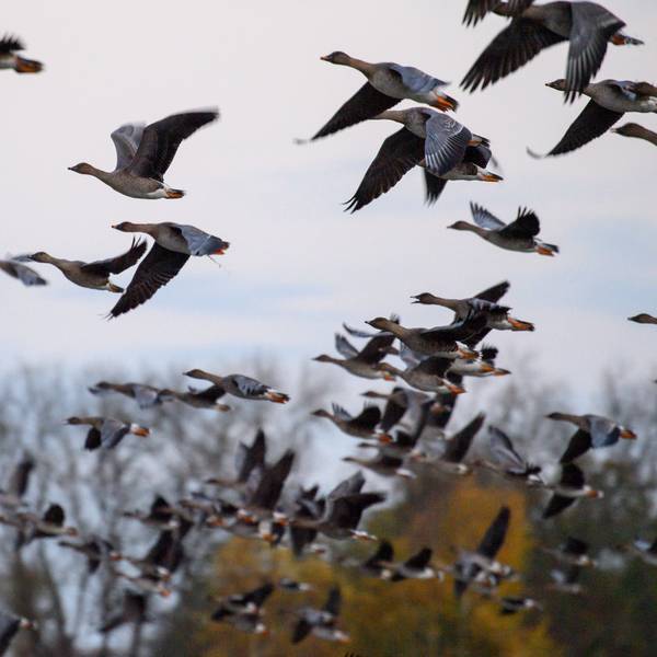 Gänse brechen von einem See im Drömling auf.