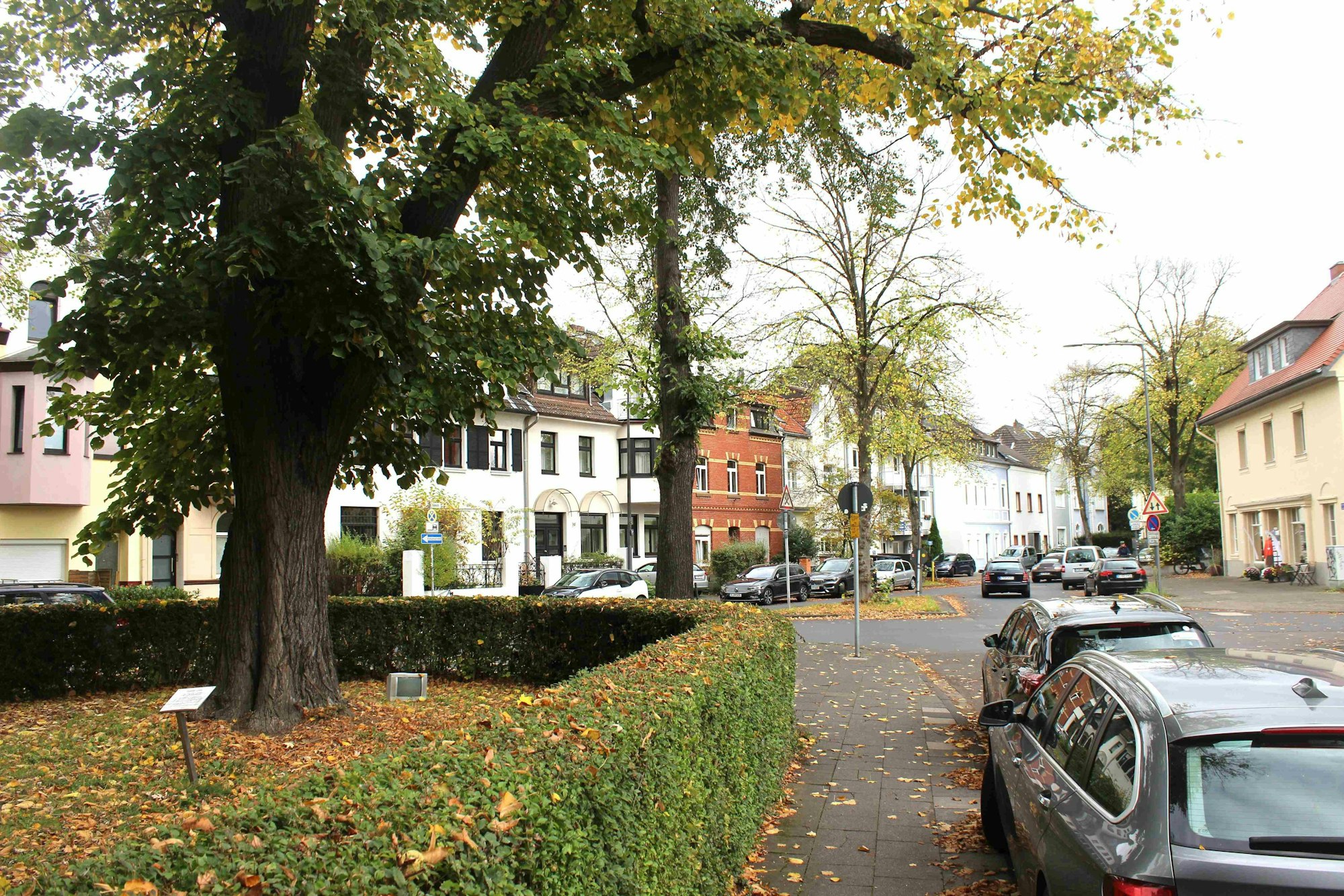 Die „Zeppelin-Linde“ in Weiden wächst weiter, möglicherweise ist sie aber nicht mehr das Original, das 1909 zu Ehren Graf Zeppelins gepflanzt wurde.