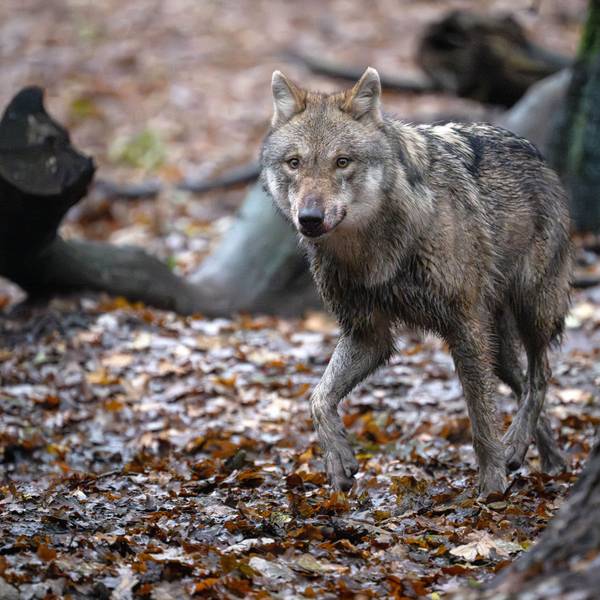 Ein europäischer Wolf in einem Gehege vom Wolfcenter Dörverden.