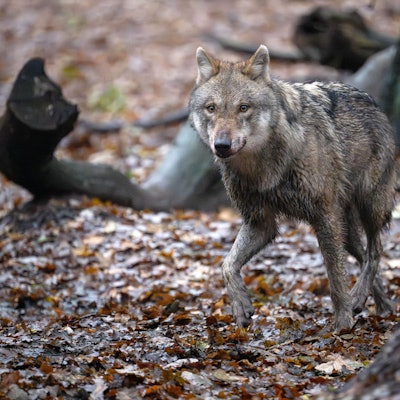 Ein europäischer Wolf in einem Gehege vom Wolfcenter Dörverden.