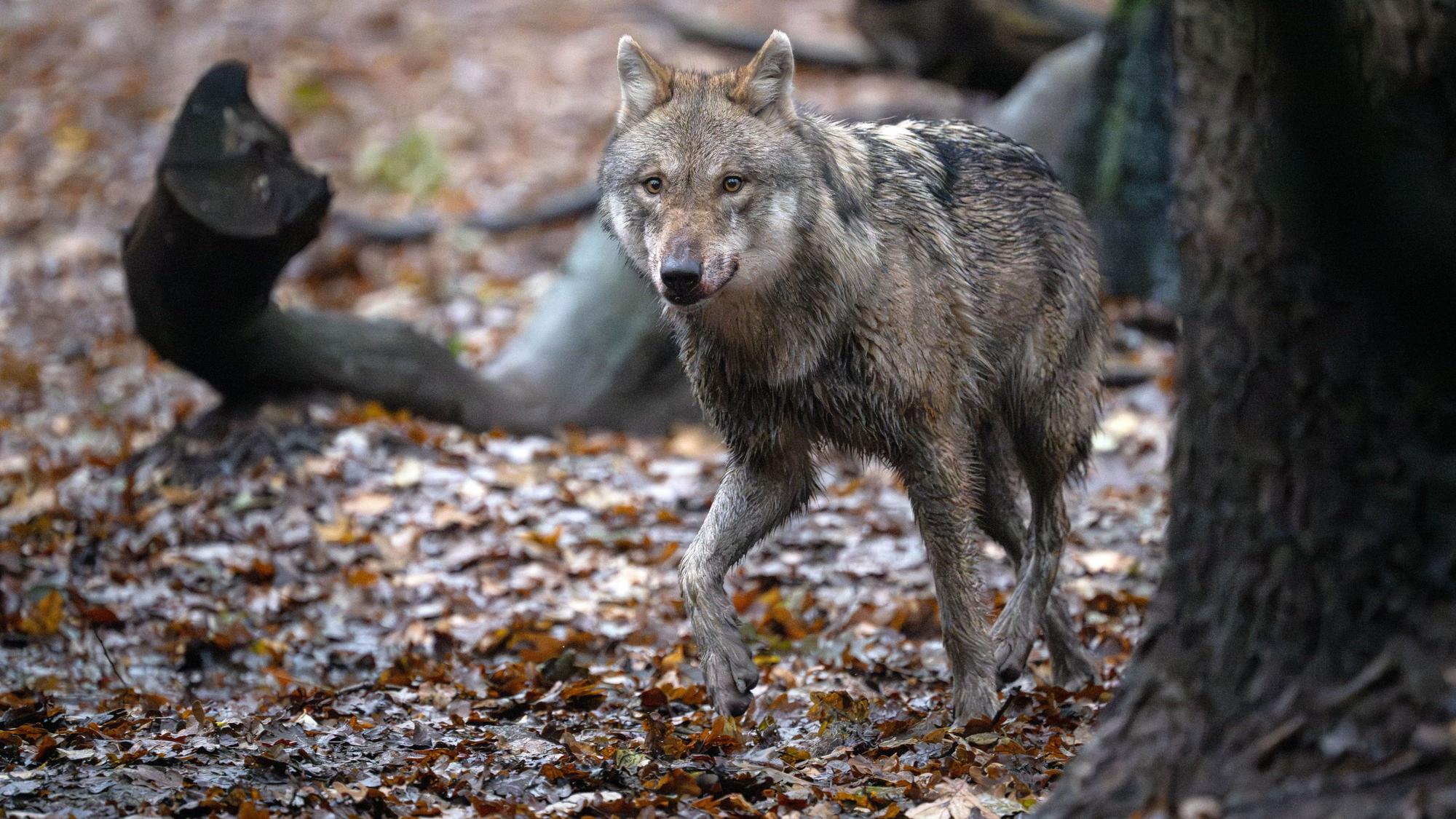 Ein europäischer Wolf in einem Gehege vom Wolfcenter Dörverden.