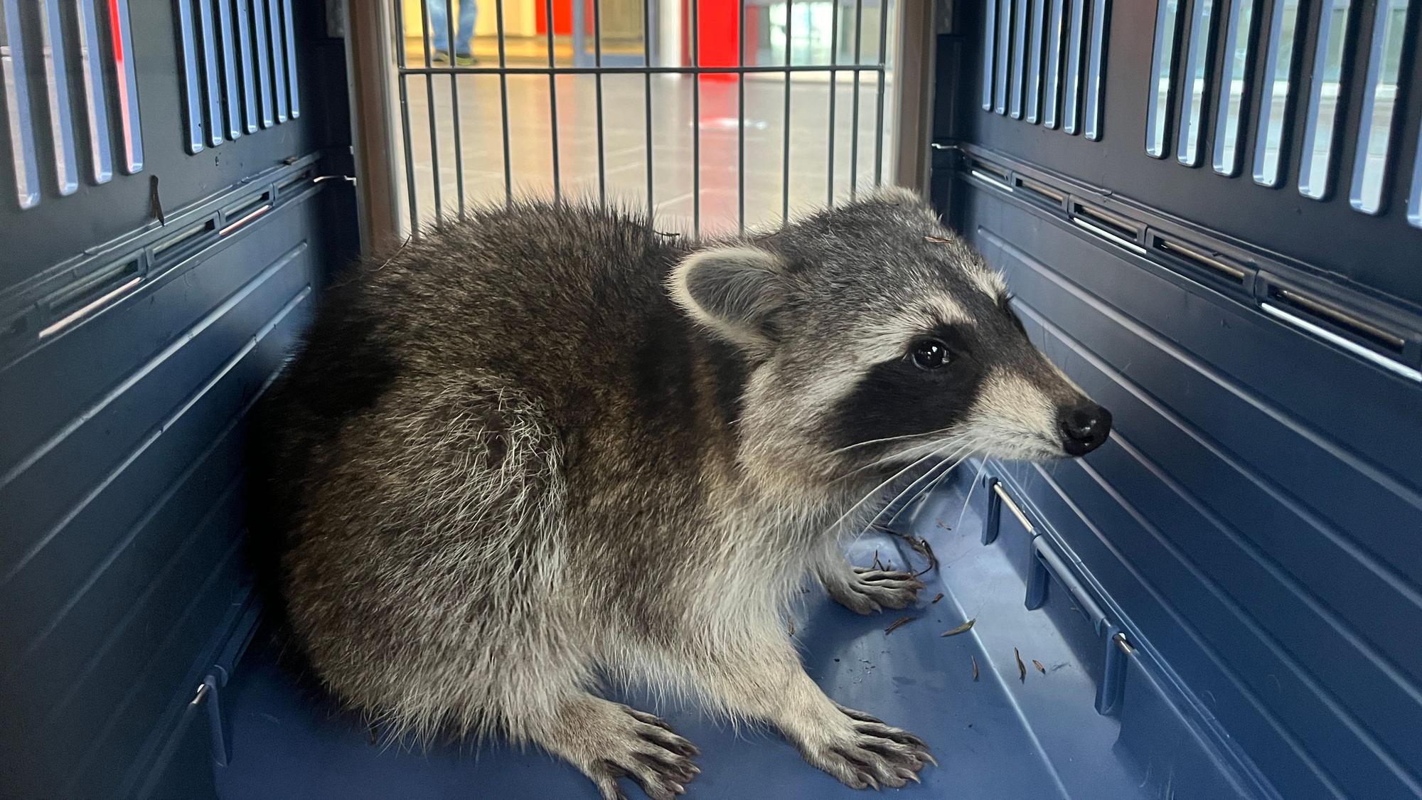 Ein Waschbär hatte sich in den Innenhof der Kreissparkasse an der Neuen Poststraße verlaufen.