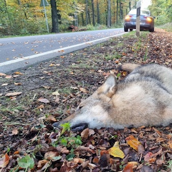 Ein toter Wolf liegt nach einem Unfall mit einem Pkw an einer Landstraße (Archivfoto).