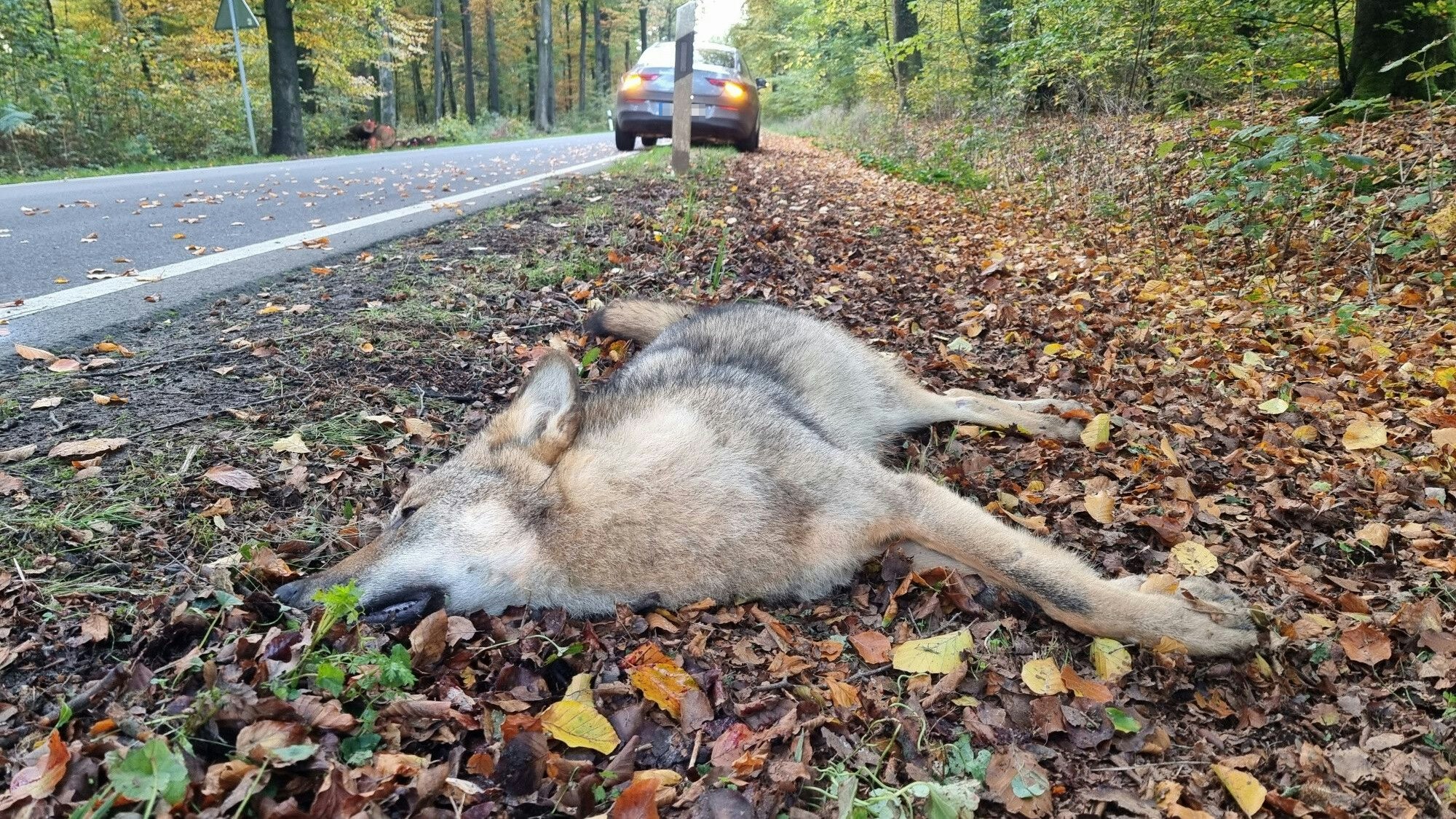 Ein toter Wolf liegt nach einem Unfall mit einem Pkw an einer Landstraße (Archivfoto).