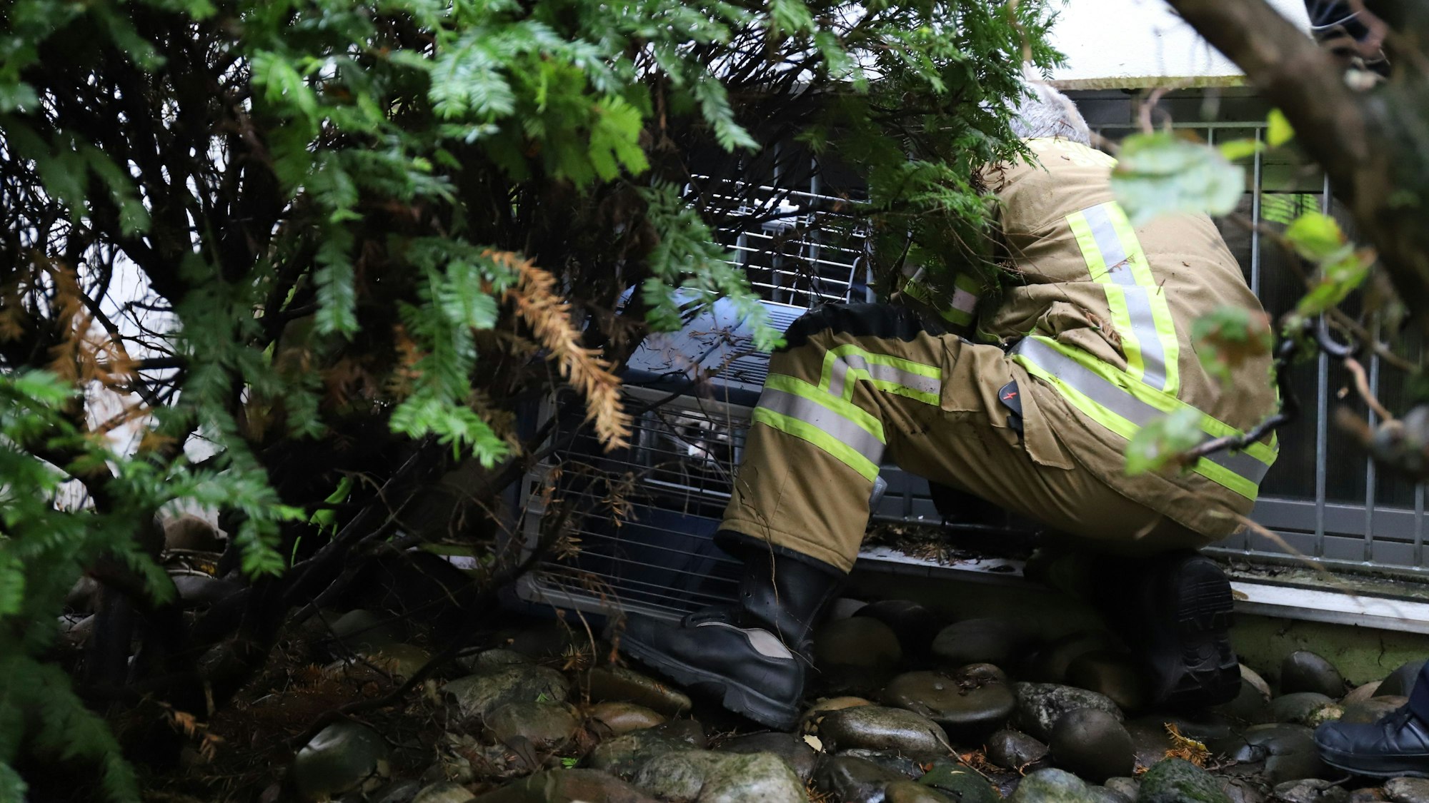 Feuerwehrleute fingen das Tier mit einer Tierbox ein.