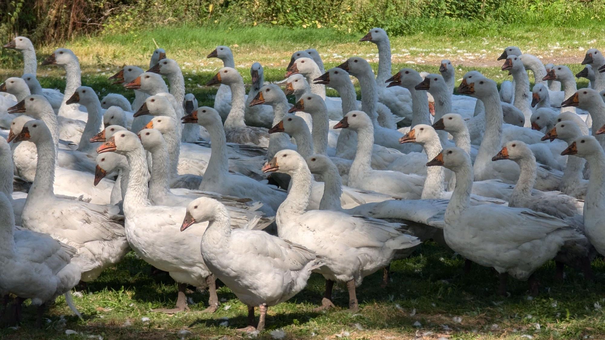 Zu sehen sind zahlreiche Gänse.