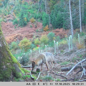 Das Bild zeigt einen Wolf im Wald.