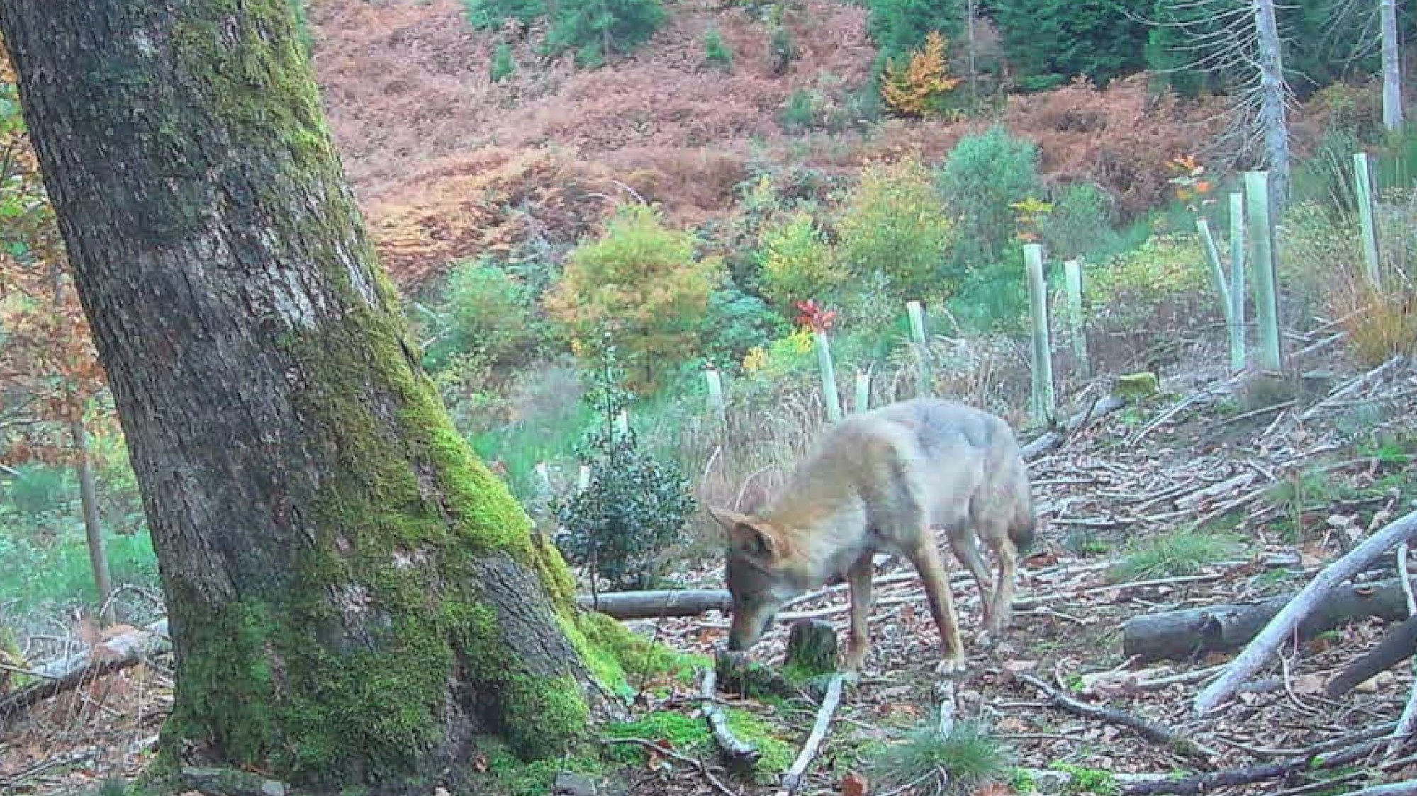 Das Bild zeigt einen Wolf im Wald.