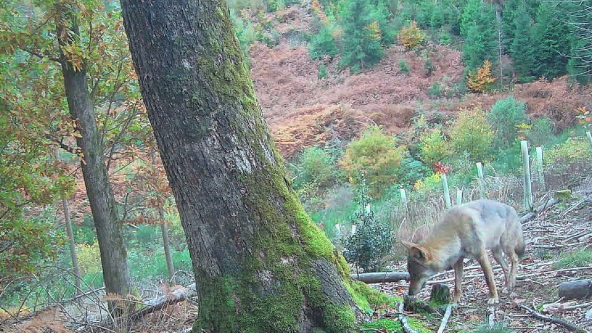 Bilder aus einer Wildkamera von einem Wolf