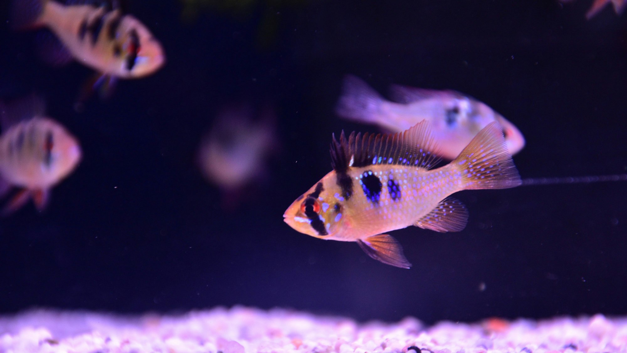 Dieser Schmetterlingsbuntbarsch verhält sich dominant, das zeigen seine besonders stark ausgeprägten Farben.