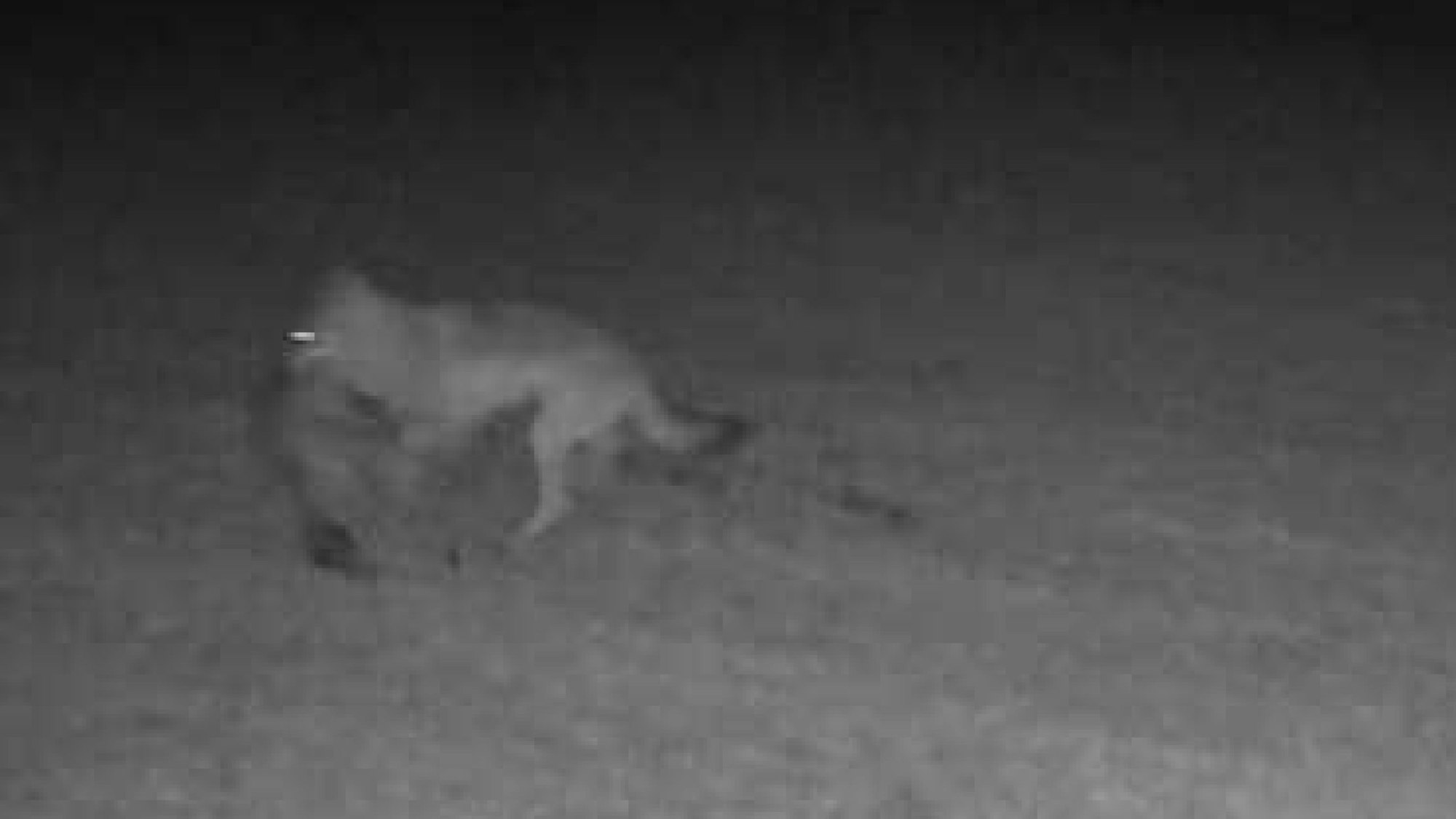 Eine Aufnahme zeigt den Wolf mit einem Rehkitz in der Schnauze, das er offenbar gerissen hat.