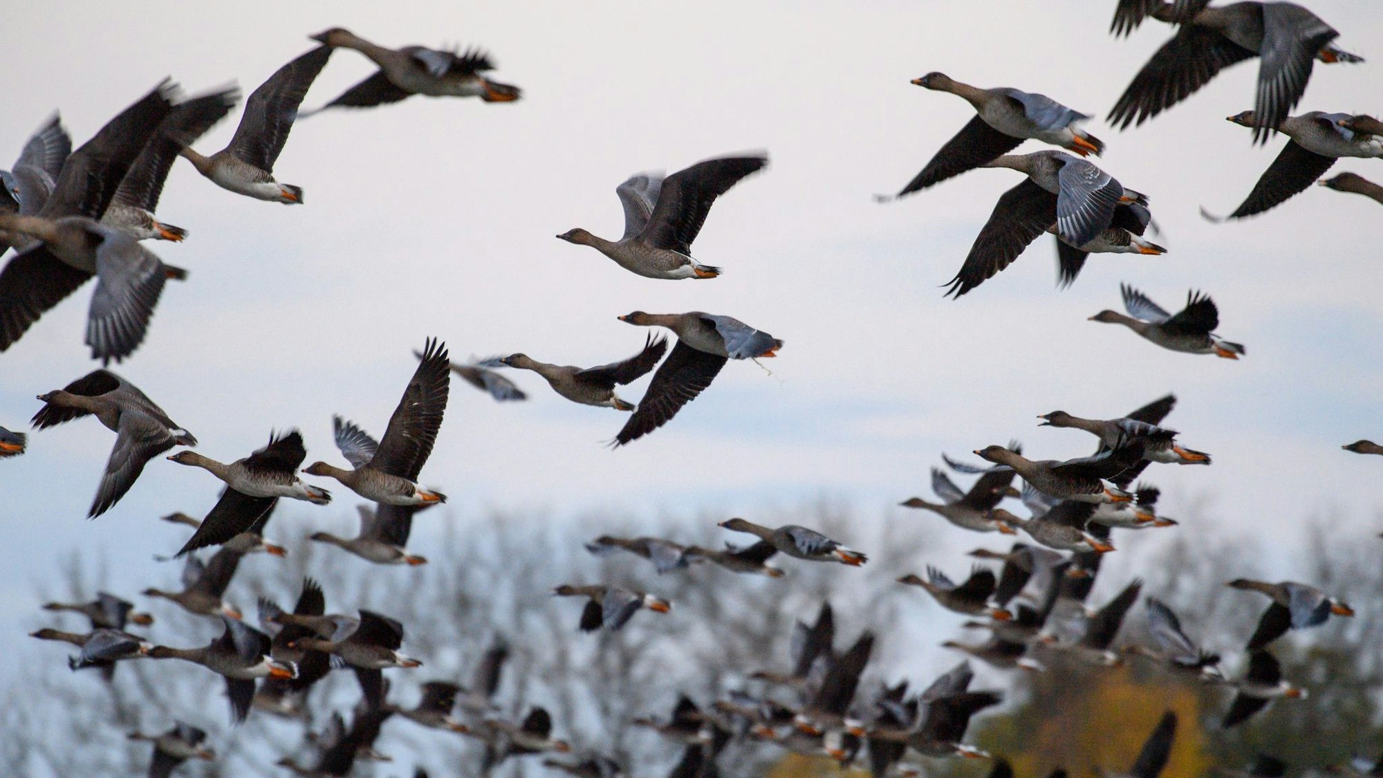 Mit dem Vogelzug erhöht sich alljährlich im Herbst die Gefahr, dass auch das Vogelgrippe-Virus eingeschleppt wird. (Archivbild)