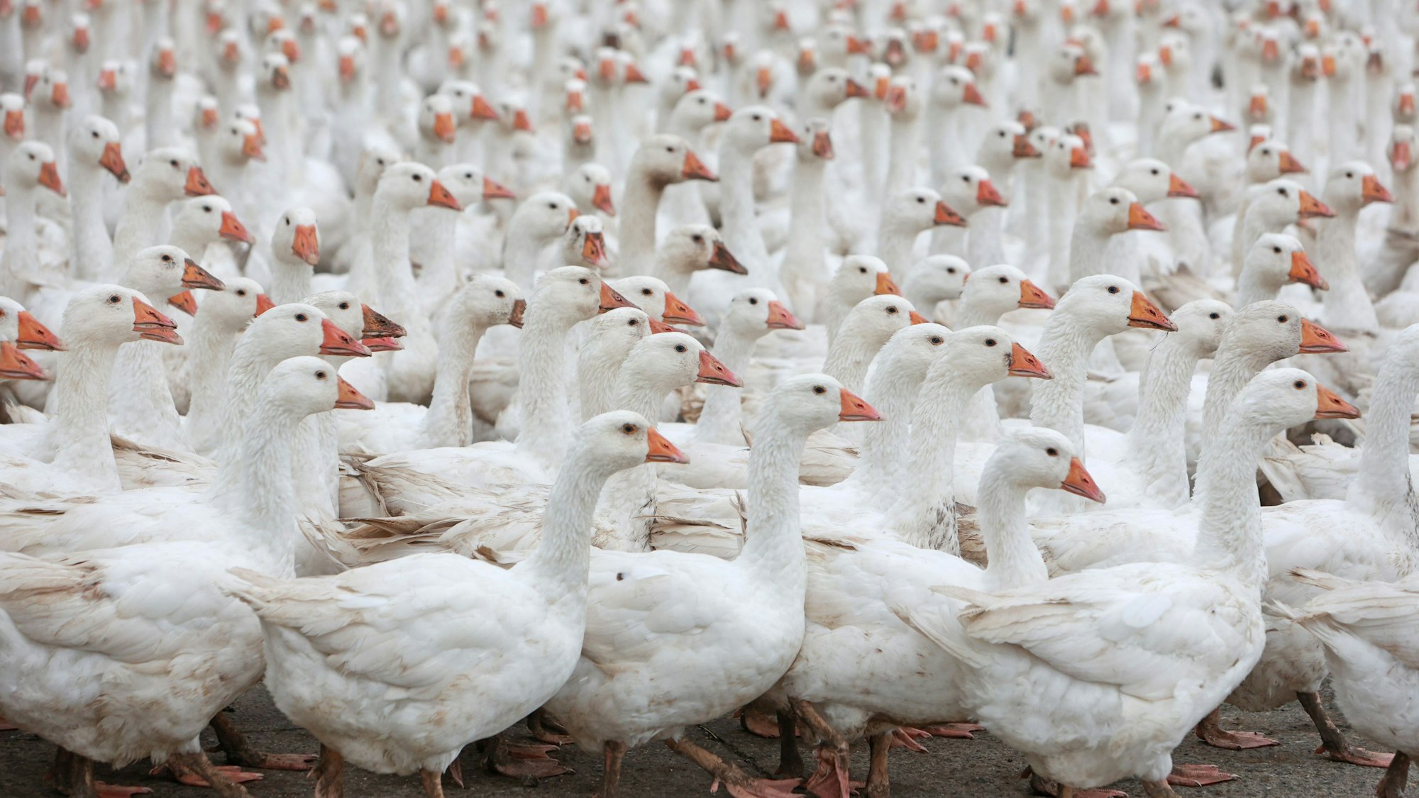 Gänse stehen auf einer Weide im Nordharz bei Veckenstedt.