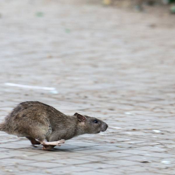 Das Foto zeigt eine Ratte.