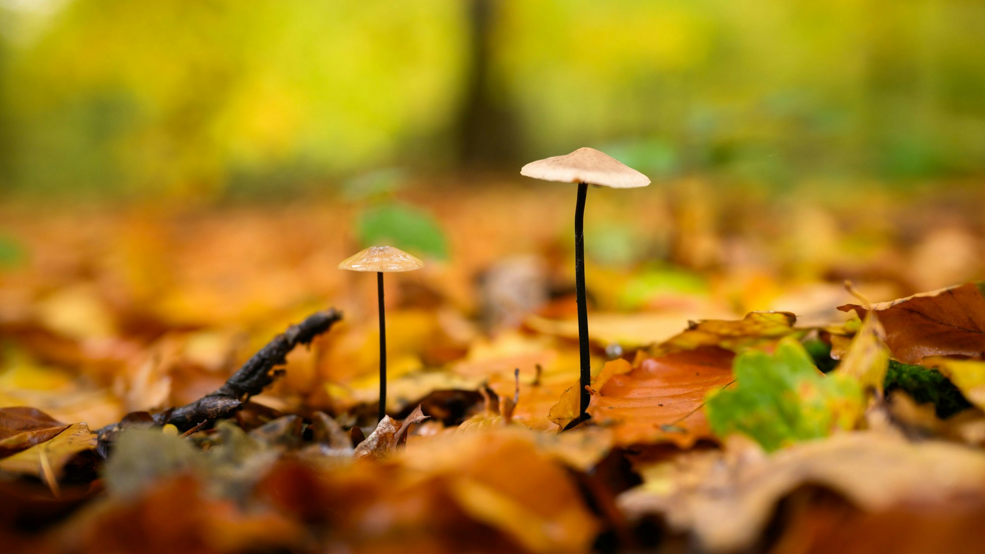 Pilze wachsen in einem Buchenwald. (Symbolbild)