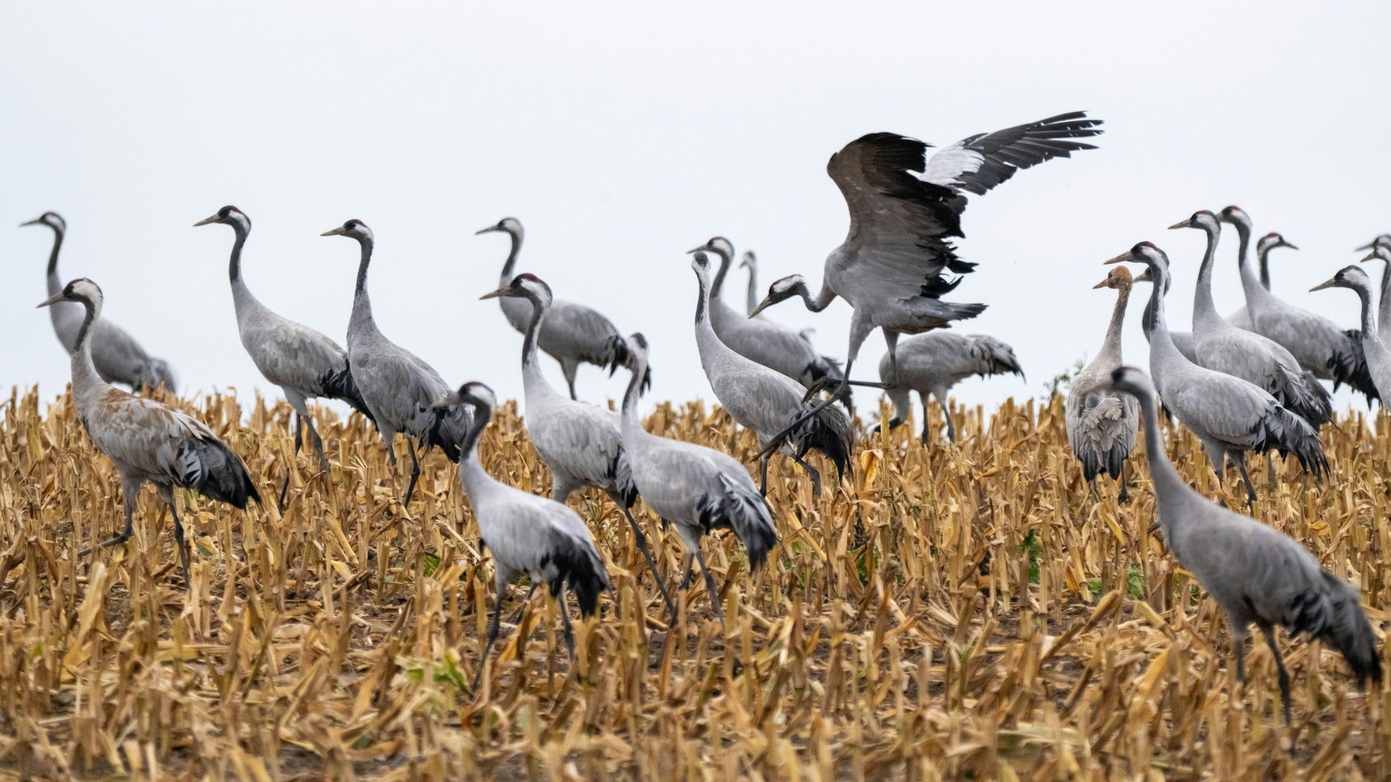 Insbesondere Kraniche seien in den vergangenen Tagen in Mecklenburg-Vorpommern und Schleswig-Holstein verendet, teilt der Kreis mit
