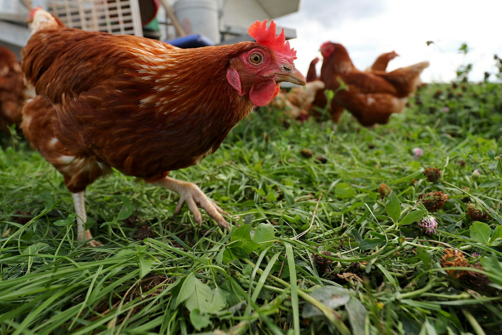 Vorerst ist keine flächendeckende Stallpflicht für Geflügel in NRW wegen der Vogelgrippe geplant. (Archivbild)