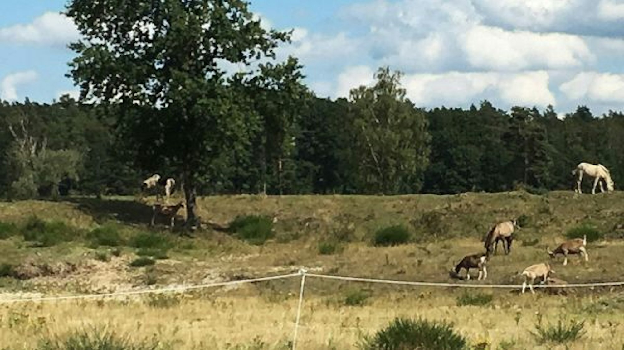 Islandpferde und Ziegen auf dem Gelände des ehemaligen Camps Altenrath (Archivbild)