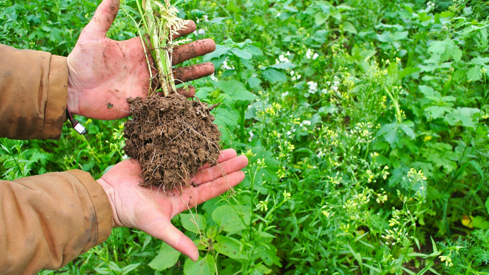 Zwei Hände halten eine Pflanze mit Wurzelnballen in die Kamera, im Hintergrund ist ein begrüntes Feld zu sehen.