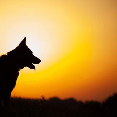Deutscher Schäfer im Profil gegen die Hintergrundbeleuchtung des Sonnenuntergangs.