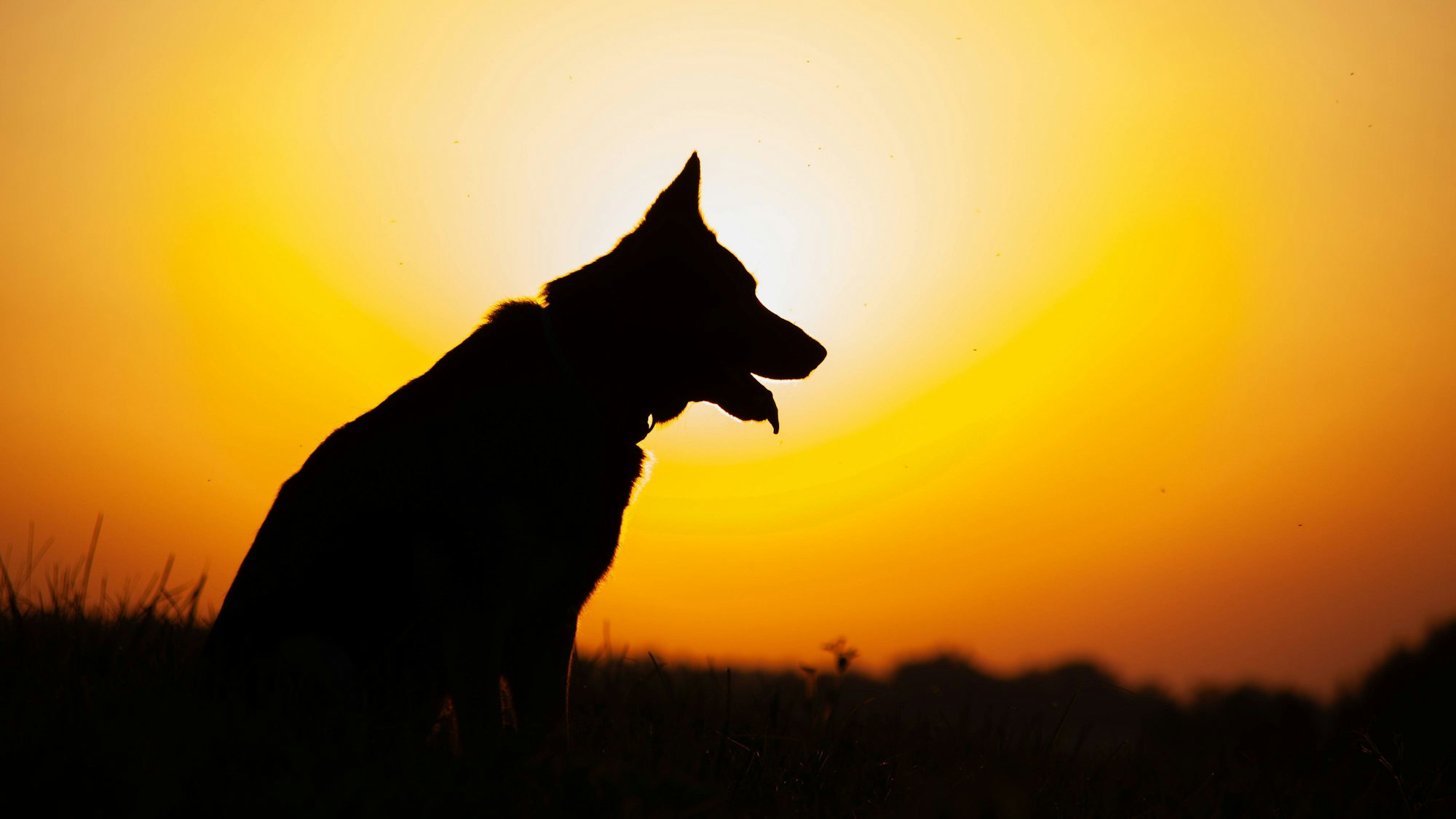 Deutscher Schäfer im Profil gegen die Hintergrundbeleuchtung des Sonnenuntergangs.
