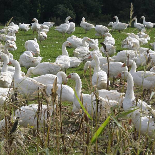 Eine große Schar weißer Gänse läuft auf einer Wiese herum.