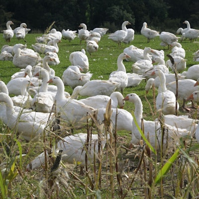 Eine große Schar weißer Gänse läuft auf einer Wiese herum.