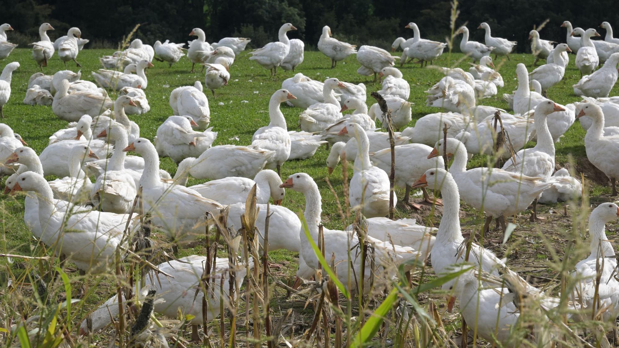Eine große Schar weißer Gänse läuft auf einer Wiese herum.