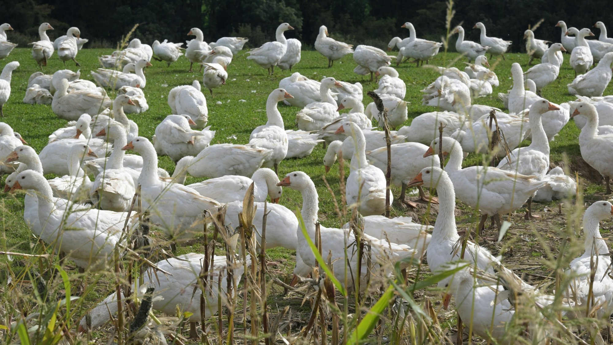 Eine große Schar weißer Gänse läuft auf einer Wiese herum.