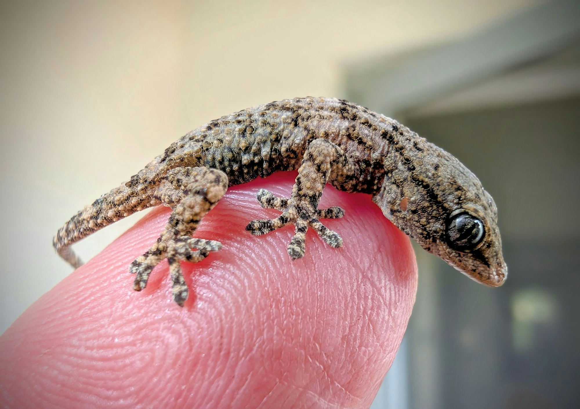 Diesen Gecko fand eine Frau aus Polen in einer Packung Rucola-Salat aus dem Supermarkt.