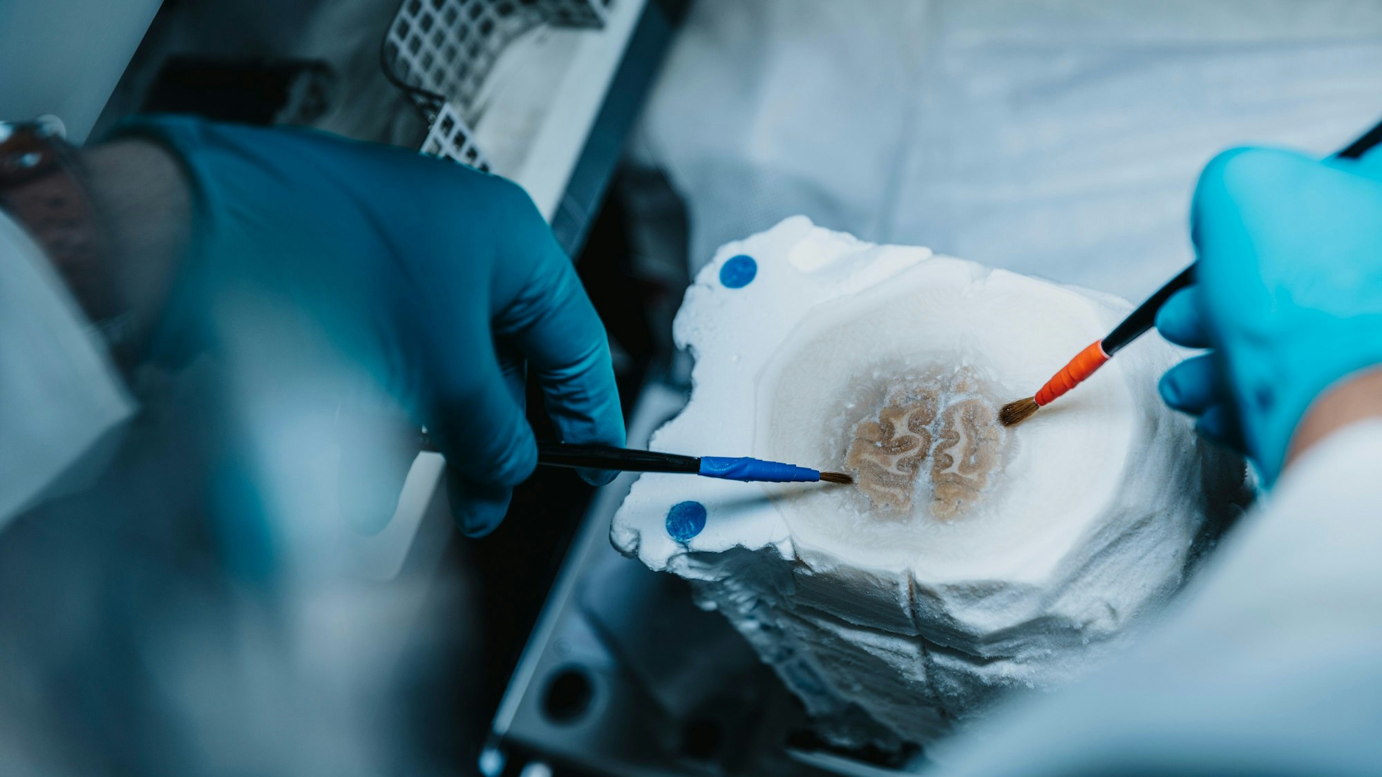 Ein Gehirnschnitt im Forschungszentrum Jülich wird bei minus 50 Grad hergestellt