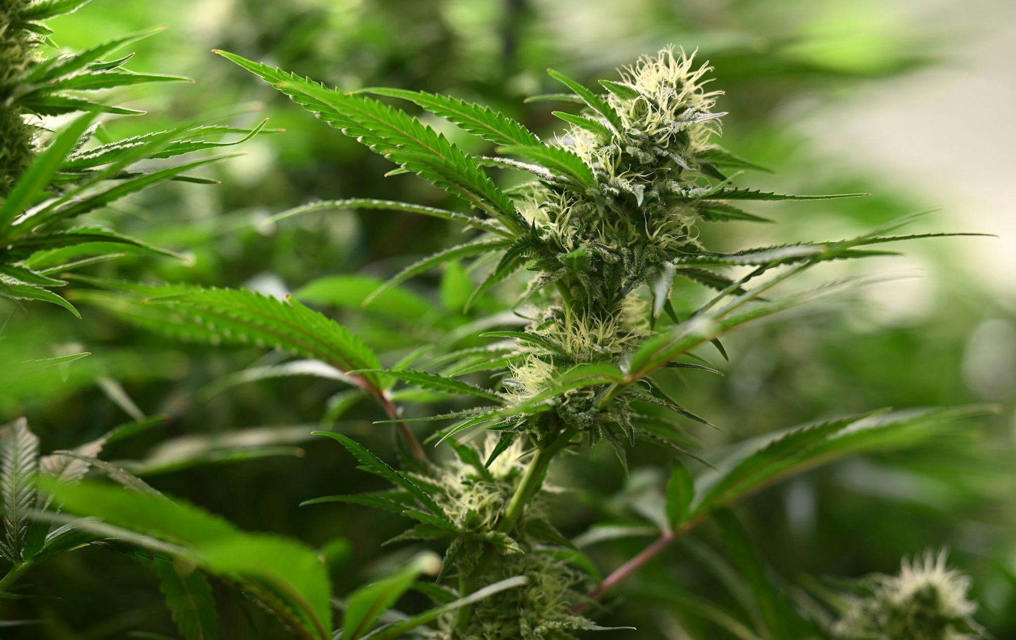 Die Ermittler hoben drei Plantagen zum professionellen Anbau von Cannabispflanzen aus. (Symbolbild)