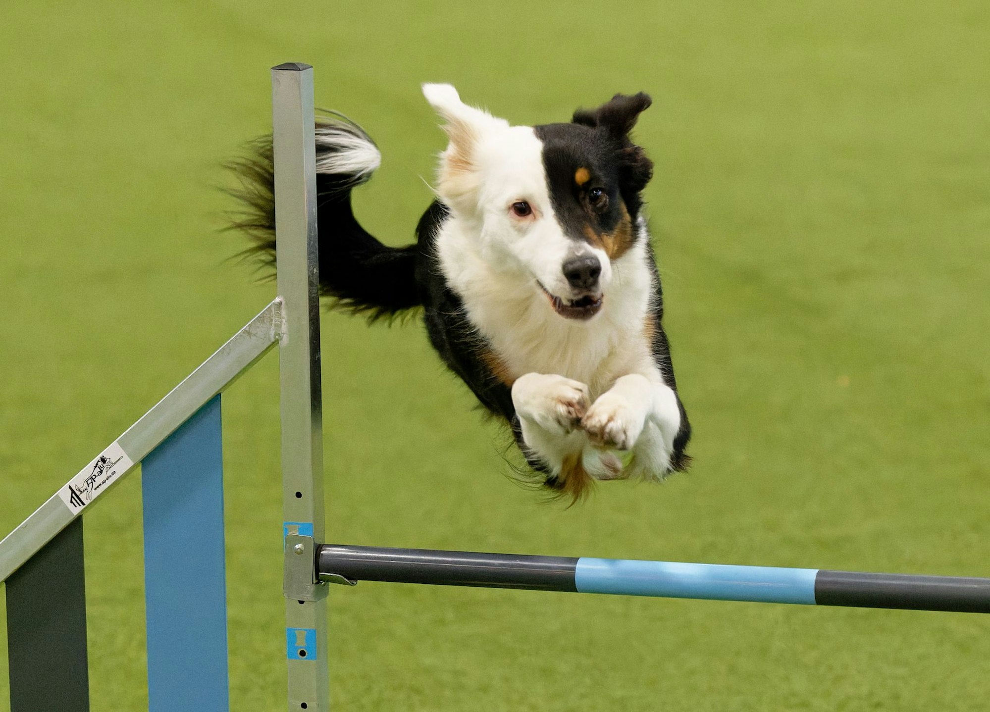Auch bei der diesjährigen Messe «Hund und Pferd» soll es wieder viele Shows und Turniere geben. (Archivbild)