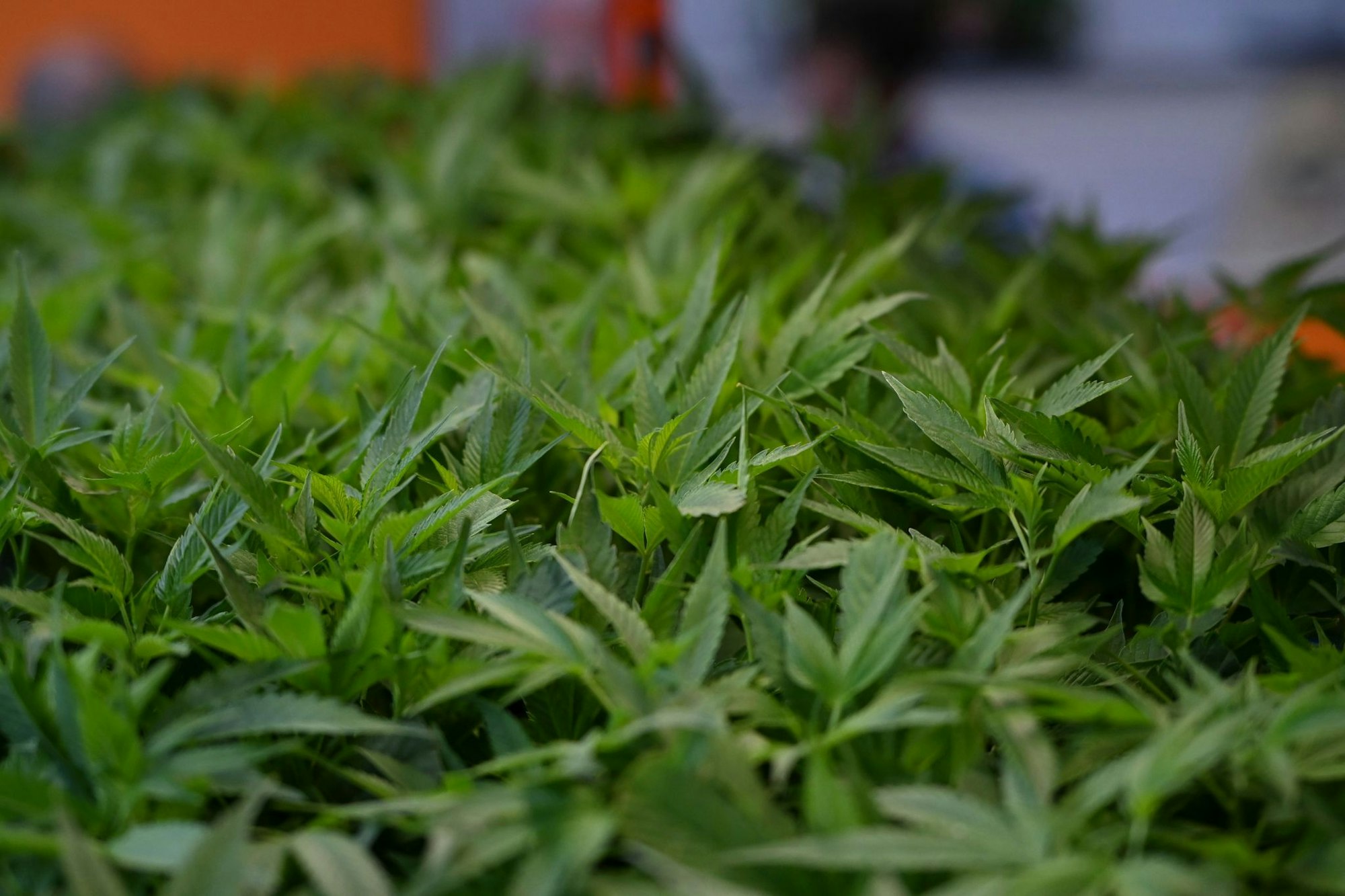 Im Fokus der Ermittler aus NRW und Niedersachsen stehen Cannabisplantagen. (Symbolbild)