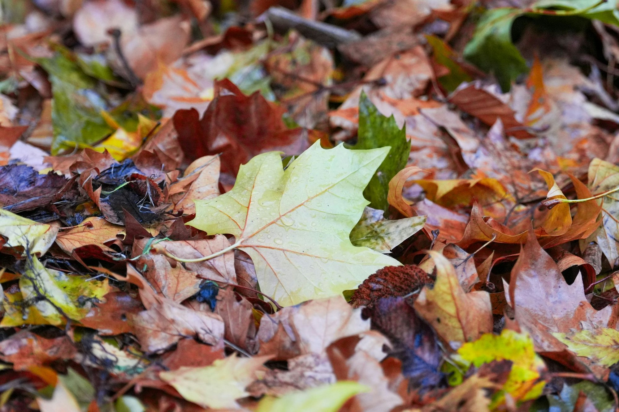 Der «Goldene Herbst» kam kaum zum Vorschein - die Sonne schien deutlich zu wenig.