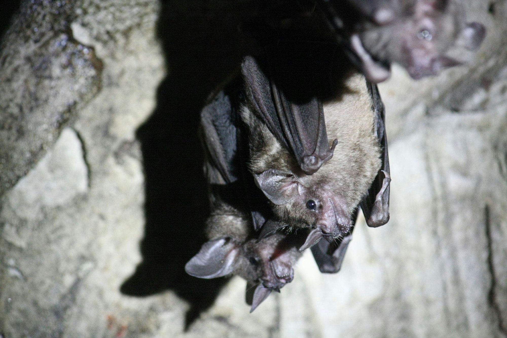 Zum Schutz von Fledermäusen schließt die Stadt Wuppertal einen Tunnel zu Halloween. (Symbolbild)