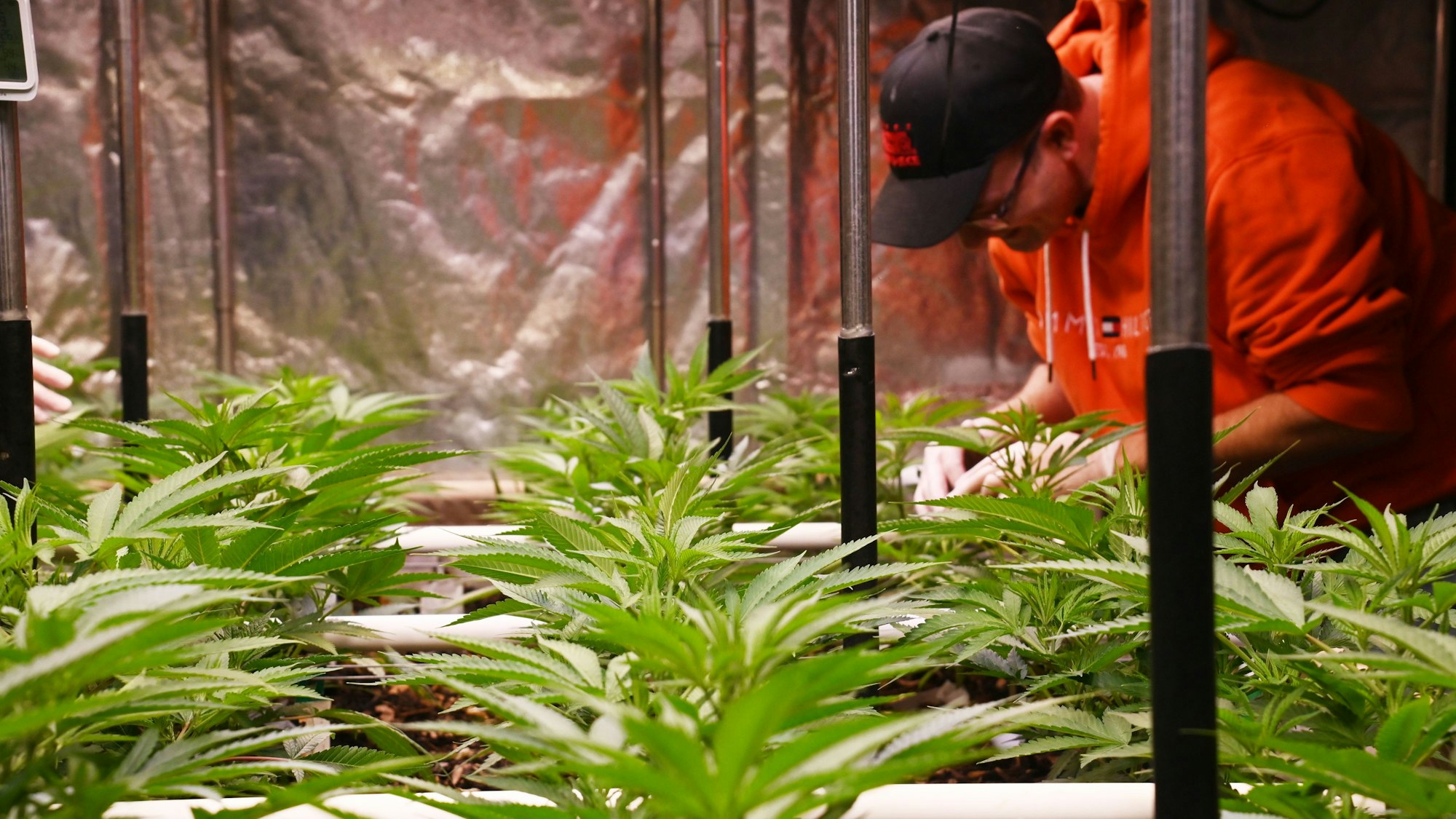 Mit liebe zum Detail kümmert sich Meurer und seine Kollegen um die Pflanzen.