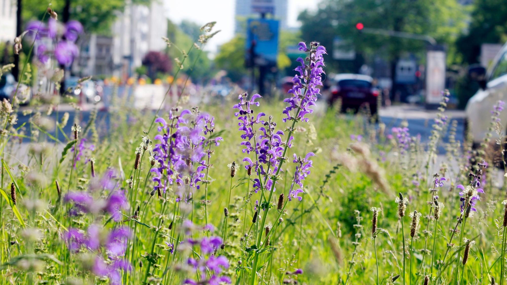 Wildblumen in der Fahrbahnmitte der Riehler Straße im Mai 2024.