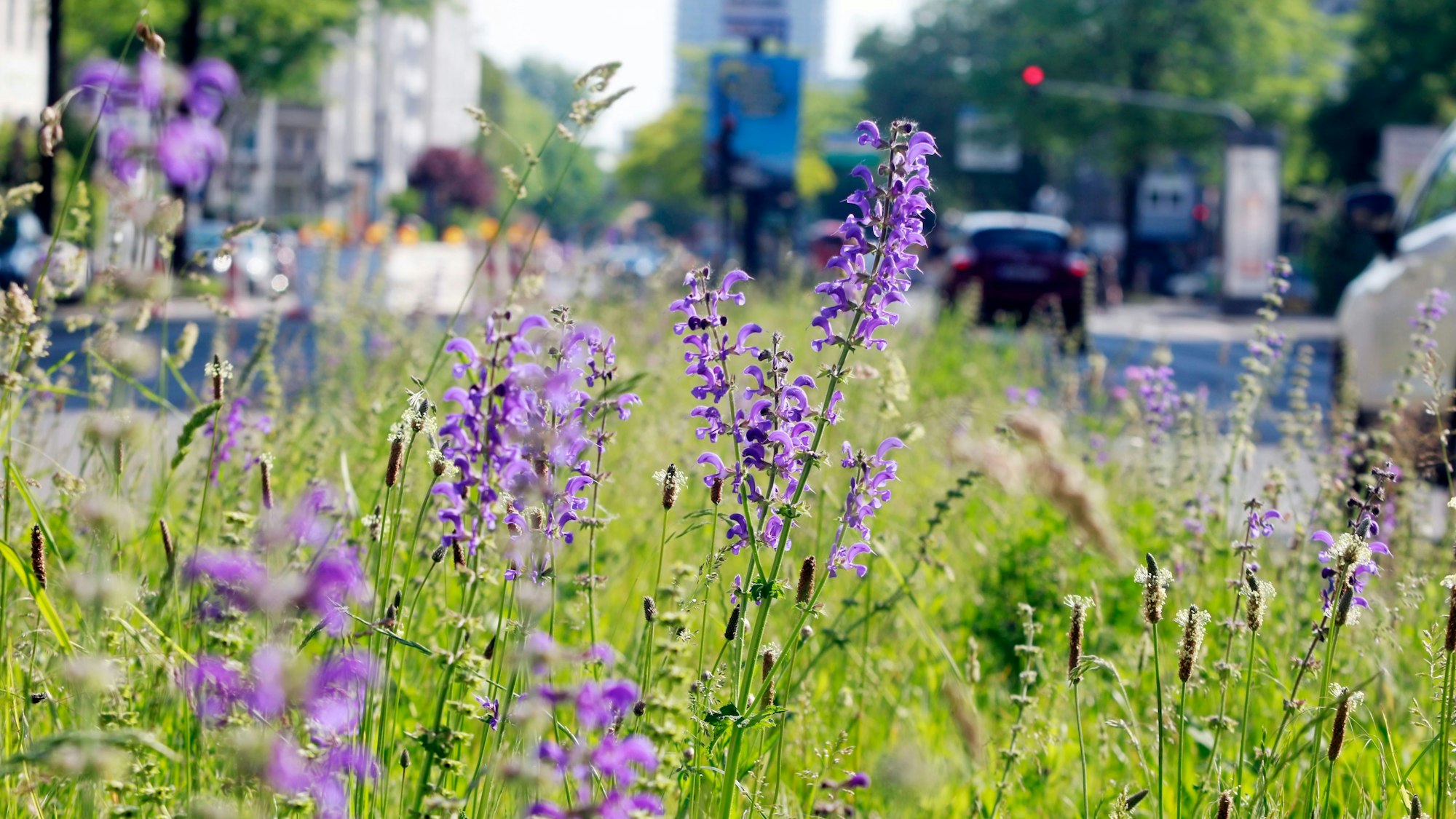 Wildblumen in der Fahrbahnmitte der Riehler Straße im Mai 2024.