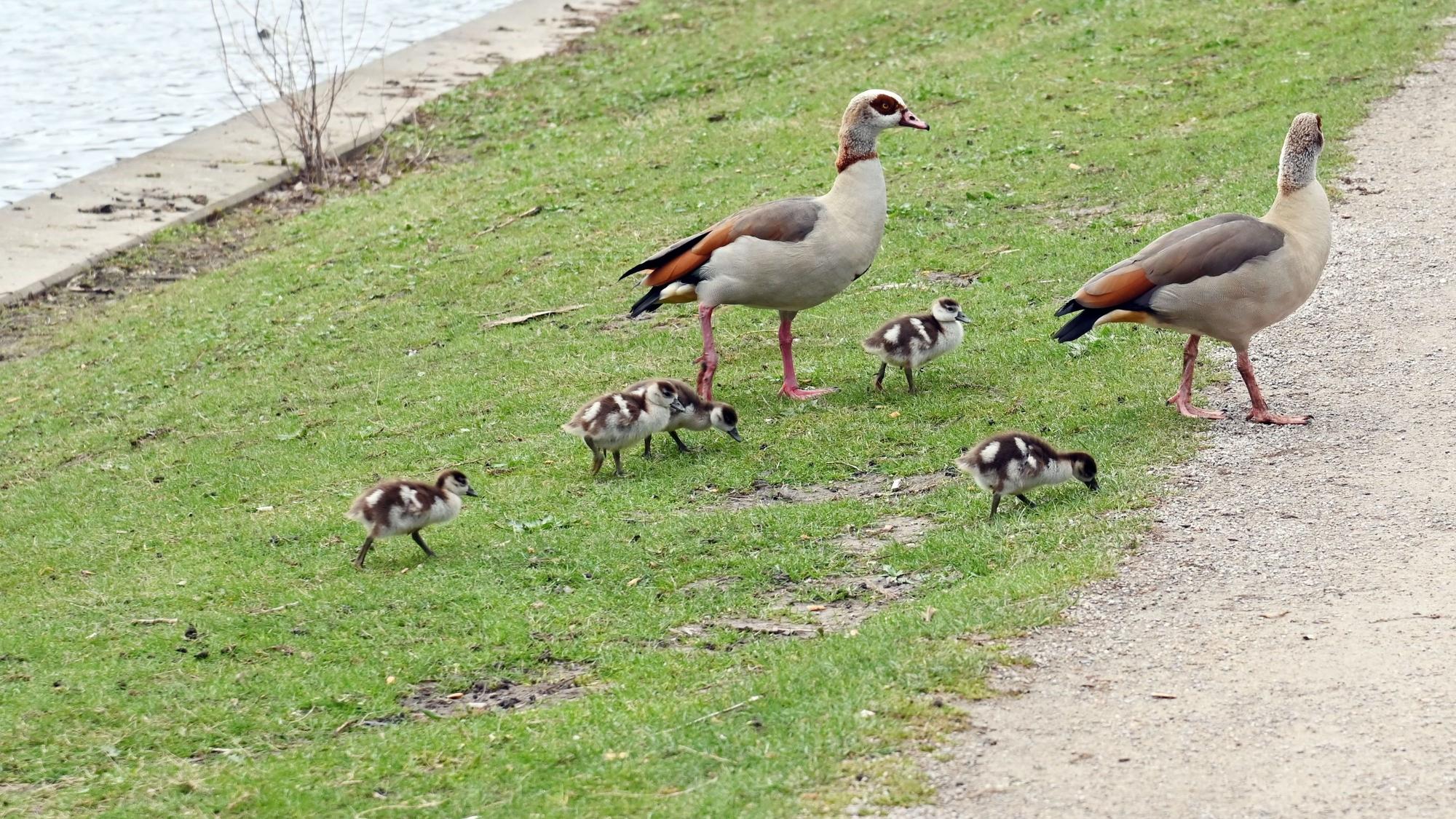 Die Nilgänse am Aachener Weiher haben Nachwuchs.