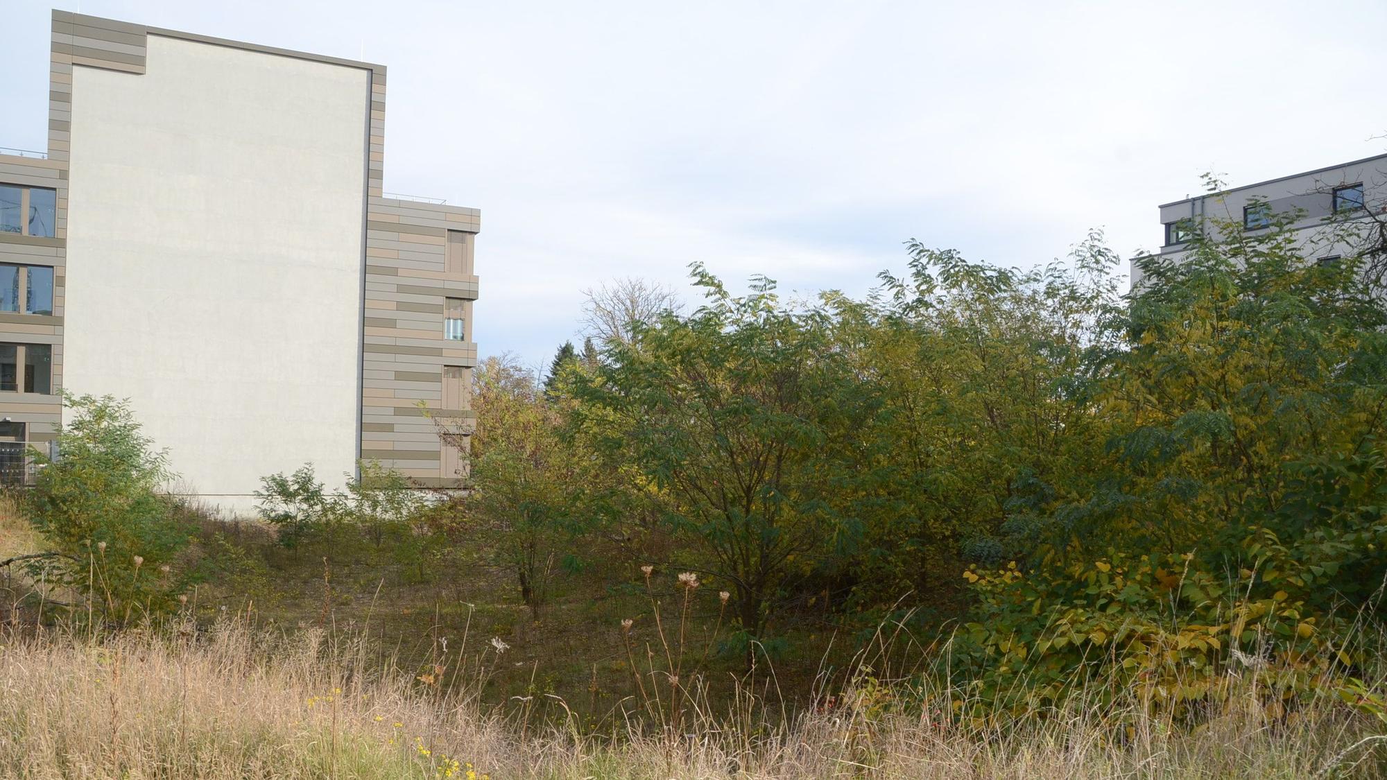 Buschwerk und im Hintergrund ein Bürogebäude.