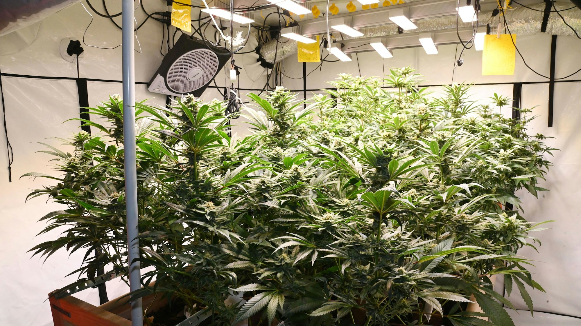 Rund 1,4 Kilogramm pro Monat erntet der Club.