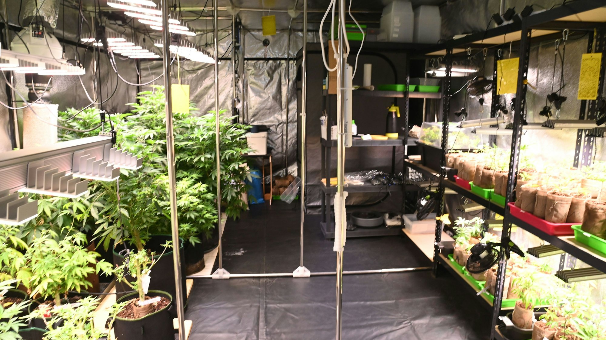 Das sogenannte Mutterzelt ist das Herzstück der Anbauanlage.