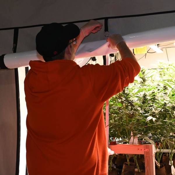 Der Cannabis-Club „Planet Green Cannabis Social Club“ öffnet die Türen und zeigt uns seine Anbauanlage.