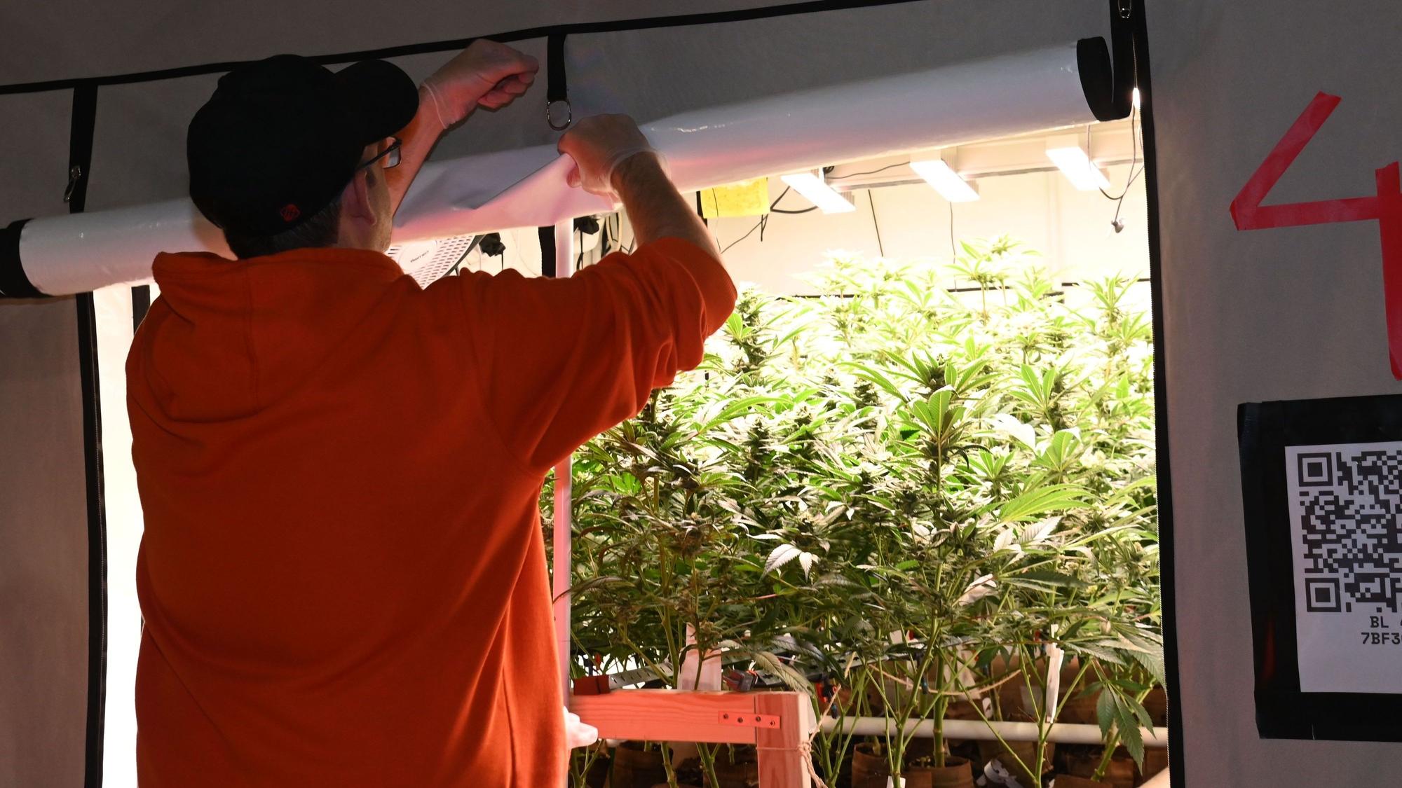 Der Cannabis-Club „Planet Green Cannabis Social Club“ öffnet die Türen und zeigt uns seine Anbauanlage.