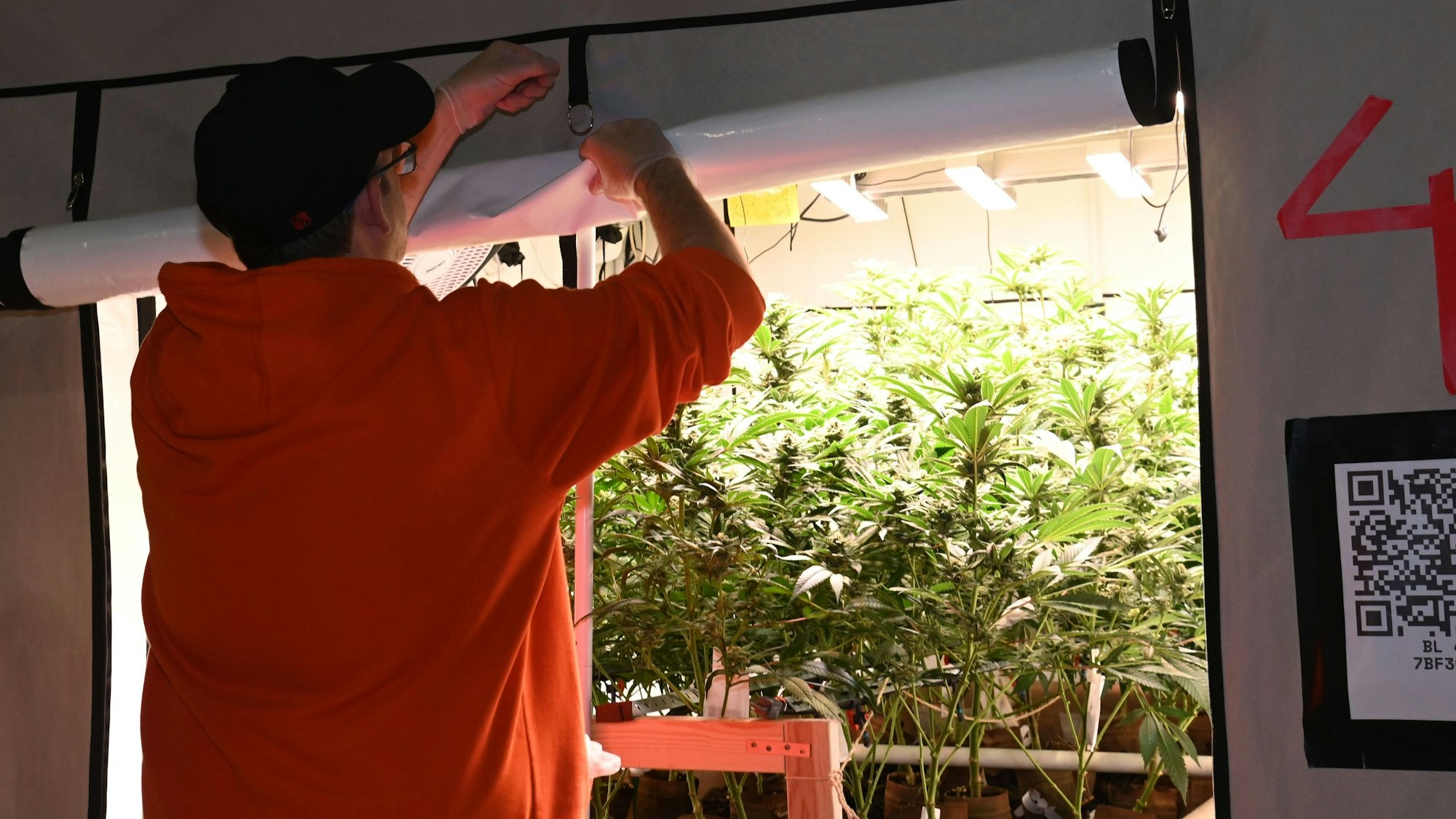 Der Cannabis-Club „Planet Green Cannabis Social Club“ öffnet die Türen und zeigt uns seine Anbauanlage.