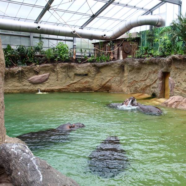 Bildnummer: 54084625 Datum: 28.05.2010 Copyright: imago/T-F-Foto
28.05.2010, Köln, Deutschland, Eröffnung des neuen Hippodoms im Kölner Zoo, Die 4 Flusspferde des Kölner Zoos erkunden das neue Hippodom Gesellschaft Köln Tiere Hippodom kbdig xub 2010 quer premiumd
Bildnummer 54084625 Date 28 05 2010 Copyright Imago T F Photo 28 05 2010 Cologne Germany Opening the New Hippodome in Cologne Zoo the 4 Hippo the Cologne Zoos explore the New Hippodome Society Cologne Animals Hippodome Kbdig 2010 horizontal premiumd
